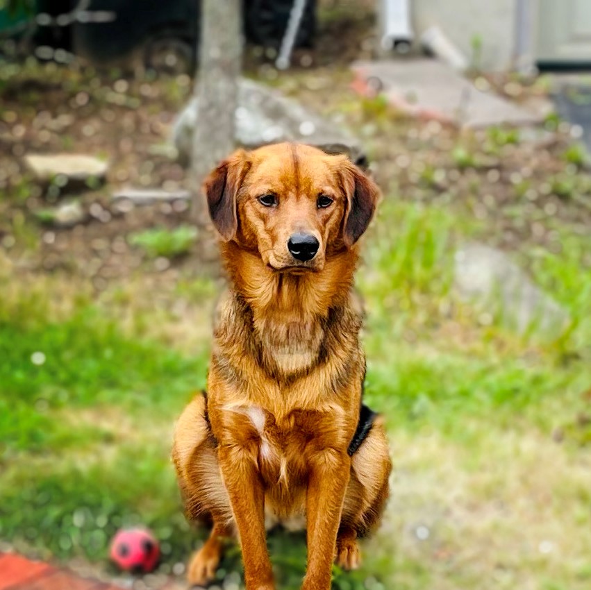 A golden-brown dog sitting politely in the yard